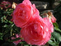 (Bildnachweis: Mit freundlicher Genehmigung der Tourist Information" Am Roseneck" Weilheim) (Bildnachweis: Mit freundlicher Genehmigung der Tourist Information" Am Roseneck" Weilheim)