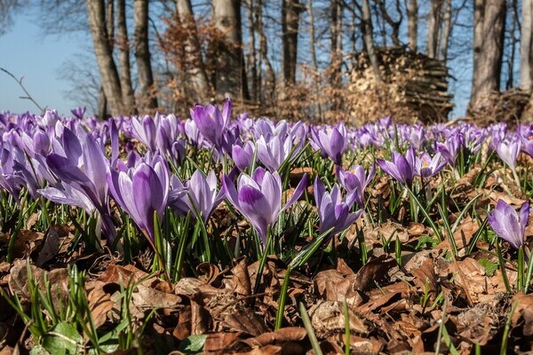 Der Zavelsteiner Krokusweg Bildnachweis: Mit freundlicher Genehmigung von Teinachtal-Touristik Der Zavelsteiner Krokusweg Bildnachweis: Mit freundlicher Genehmigung von Teinachtal-Touristik
