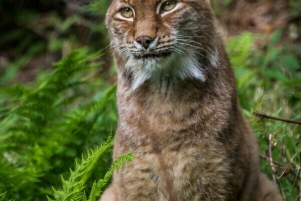 Luchs in Schwarzwaldzoo Waldkirch Bildnachweis: Freundeskreis' Schwarzwaldzoo e.V. Luchs in Schwarzwaldzoo Waldkirch Bildnachweis: Freundeskreis' Schwarzwaldzoo e.V.