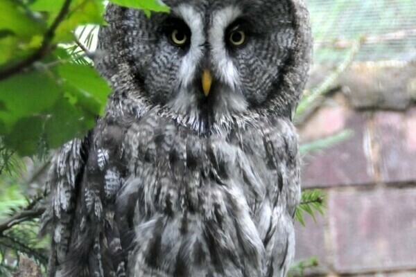 Bartkauz im Schwarzwaldzoo Waldkirch Bildnachweis: Freundeskreis' Schwarzwaldzoo e.V. Bartkauz im Schwarzwaldzoo Waldkirch Bildnachweis: Freundeskreis' Schwarzwaldzoo e.V.