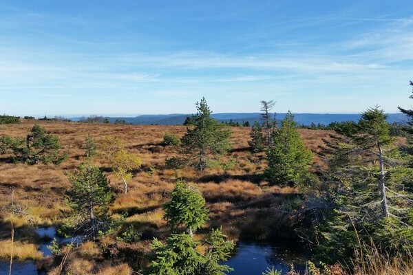 Herbstliches Hochmoorgebiet Hornisgrinde Bildnachweis: Tourist-Info Seebach