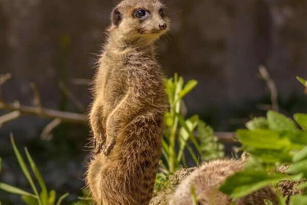 Tatzmania Löffingen Bildnachweis: Mit freundlicher Genehmigung von Tatzmania Löffingen Tatzmania Löffingen Bildnachweis: Mit freundlicher Genehmigung von Tatzmania Löffingen