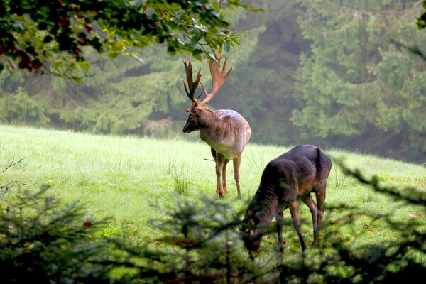 Hirsch Bildnachweis: © Baden-Baden Kur & Tourismus GmbH Hirsch Bildnachweis: © Baden-Baden Kur & Tourismus GmbH