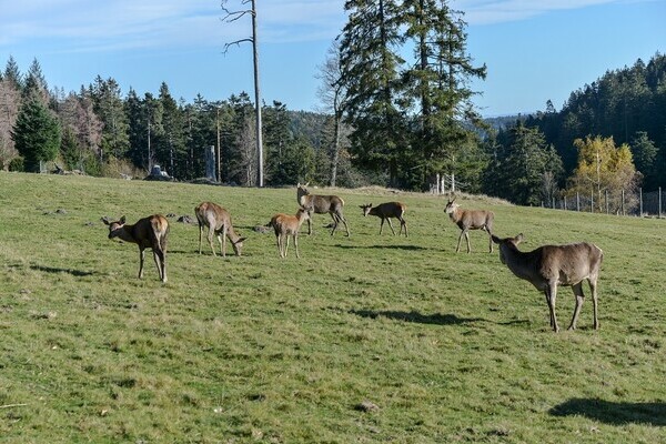Bildnachweis: © Natur-Infozentrum Kaltenbronn Bildnachweis: © Natur-Infozentrum Kaltenbronn
