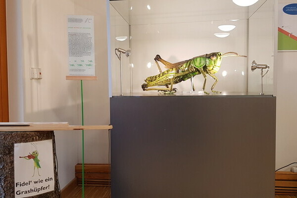 Sonderausstellung: Insekten Bildnachweis: © Natur-Infozentrum Kaltenbronn Sonderausstellung: Insekten Bildnachweis: © Natur-Infozentrum Kaltenbronn