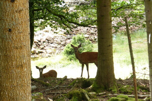 Wildgehege Tonbach Bildnachweis: Mit freundlicher Genehmigung von Baiersbronn Touristik Wildgehege Tonbach Bildnachweis: Mit freundlicher Genehmigung von Baiersbronn Touristik