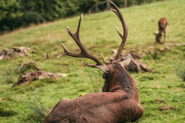 Wildgehege Sankenbach Bildnachweis: Mit freundlicher Genehmigung von Baiersbronn Touristik | © Max Günter Wildgehege Sankenbach Bildnachweis: Mit freundlicher Genehmigung von Baiersbronn Touristik | © Max Günter